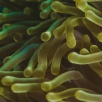 Mengenal Thallophyta, Tumbuhan Sederhana yang Mengagumkan