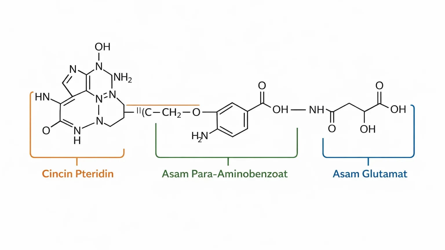 Struktur kimia asam folat (vitamin B9) 